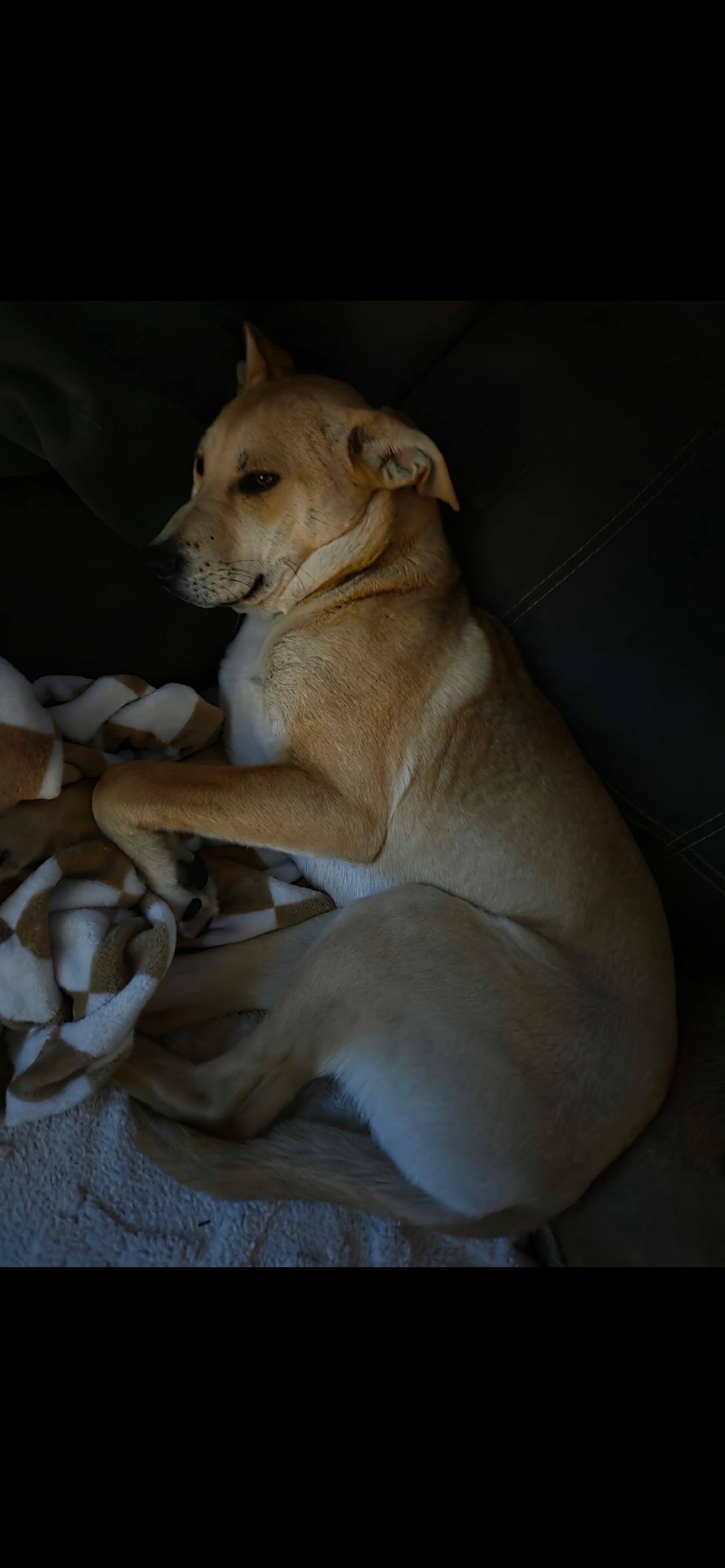 Aya, an adopted mixed breed in Lumberton, NC image 4/4