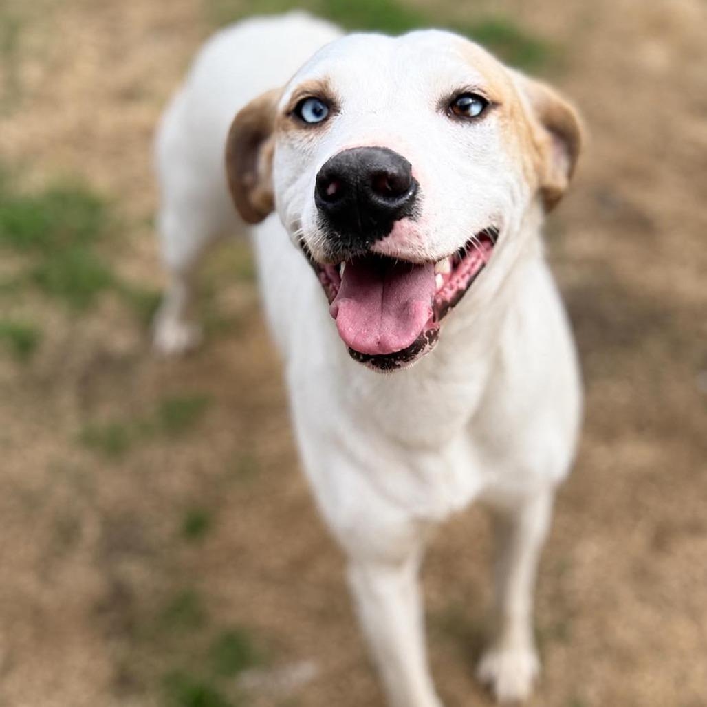 Enlarge Lucy, a Adoptable Mixed Breed in Corinth, MS image 1/1