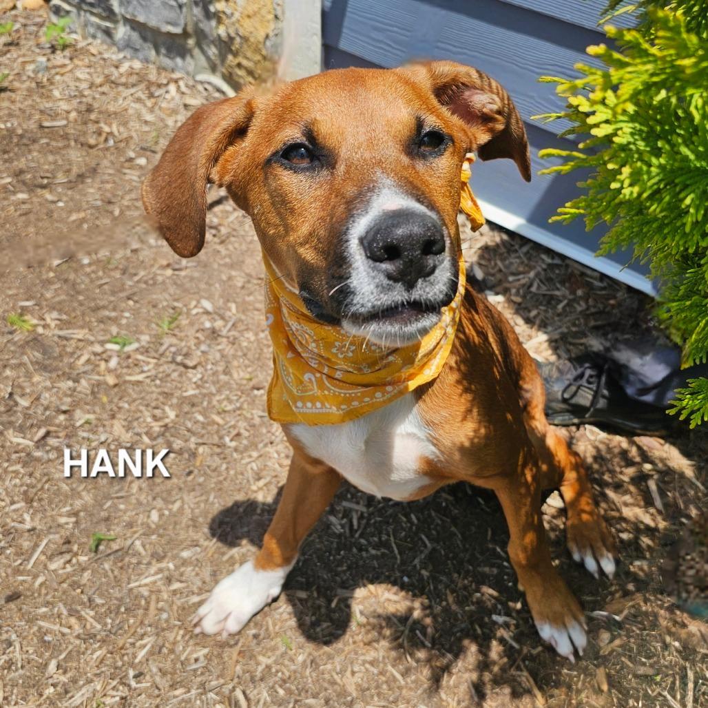 Hank, Adoptable, Puppy Male German Shepherd Dog & Mixed Breed.