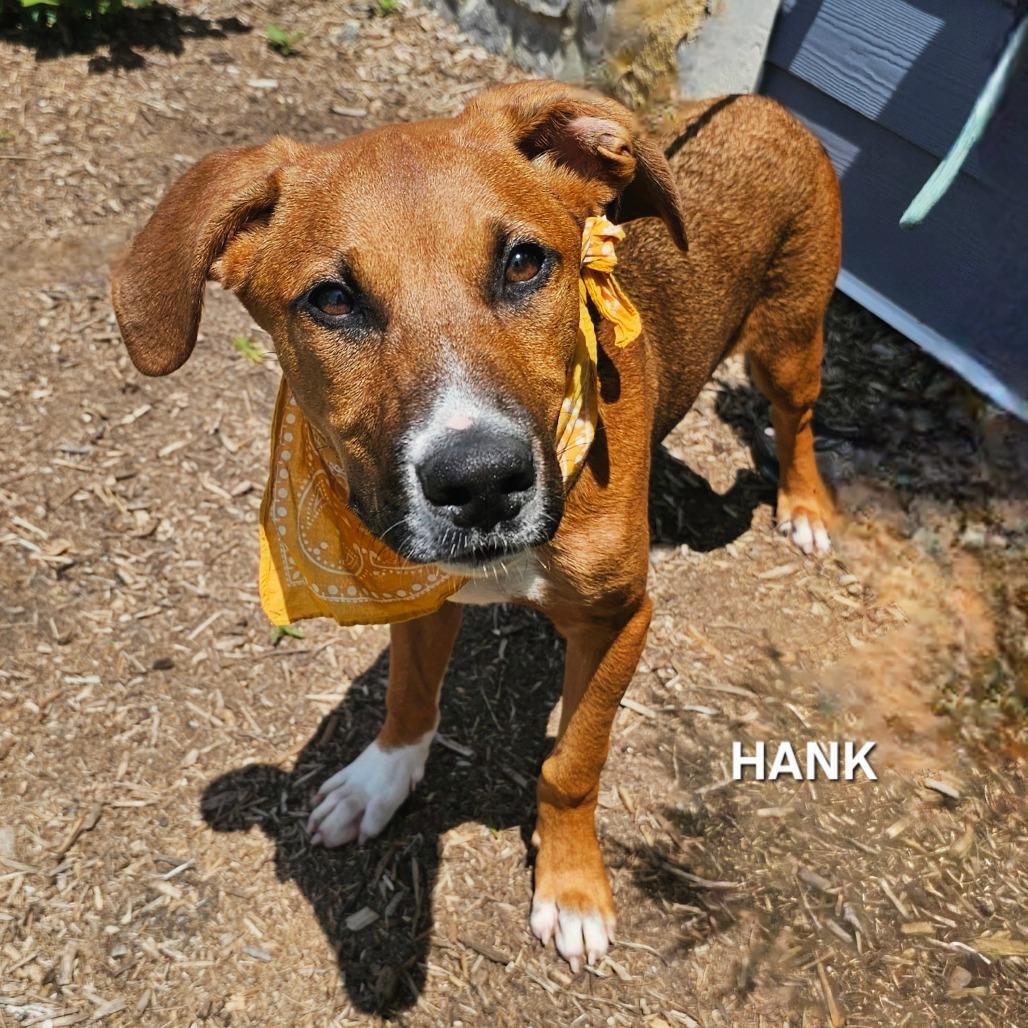 Enlarge Hank, a Adoptable mixed breed in Madisonville, TN image 2/6