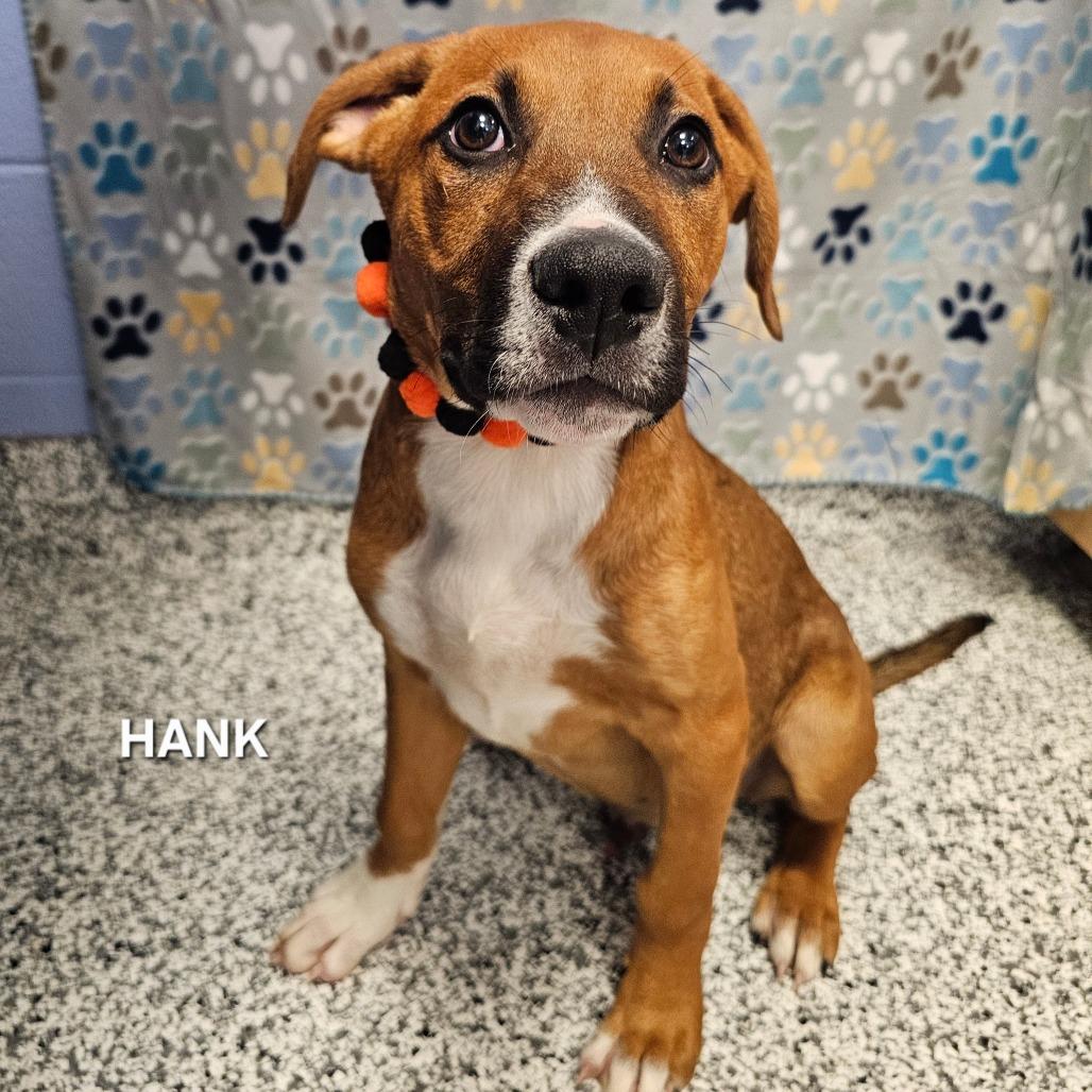 Enlarge Hank, a Adoptable mixed breed in Madisonville, TN image 1/1