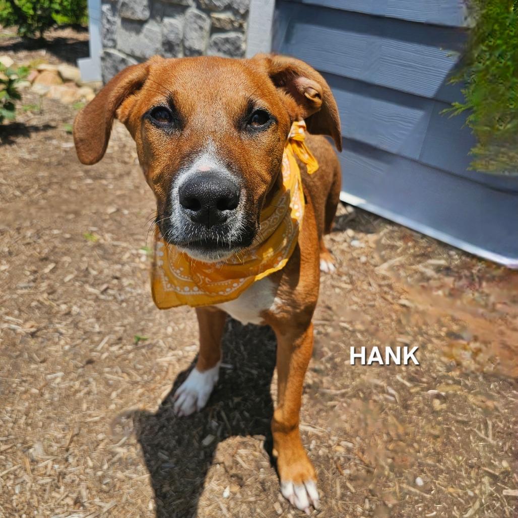 Enlarge Hank, a Adoptable mixed breed in Madisonville, TN image 4/6