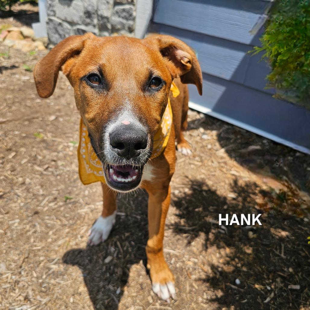 Enlarge Hank, a Adoptable mixed breed in Madisonville, TN image 5/6