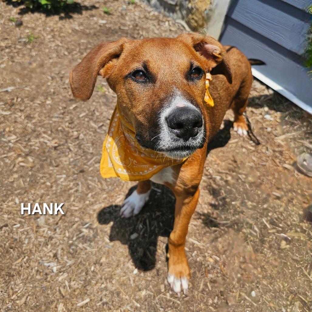 Enlarge Hank, a Adoptable mixed breed in Madisonville, TN image 6/6