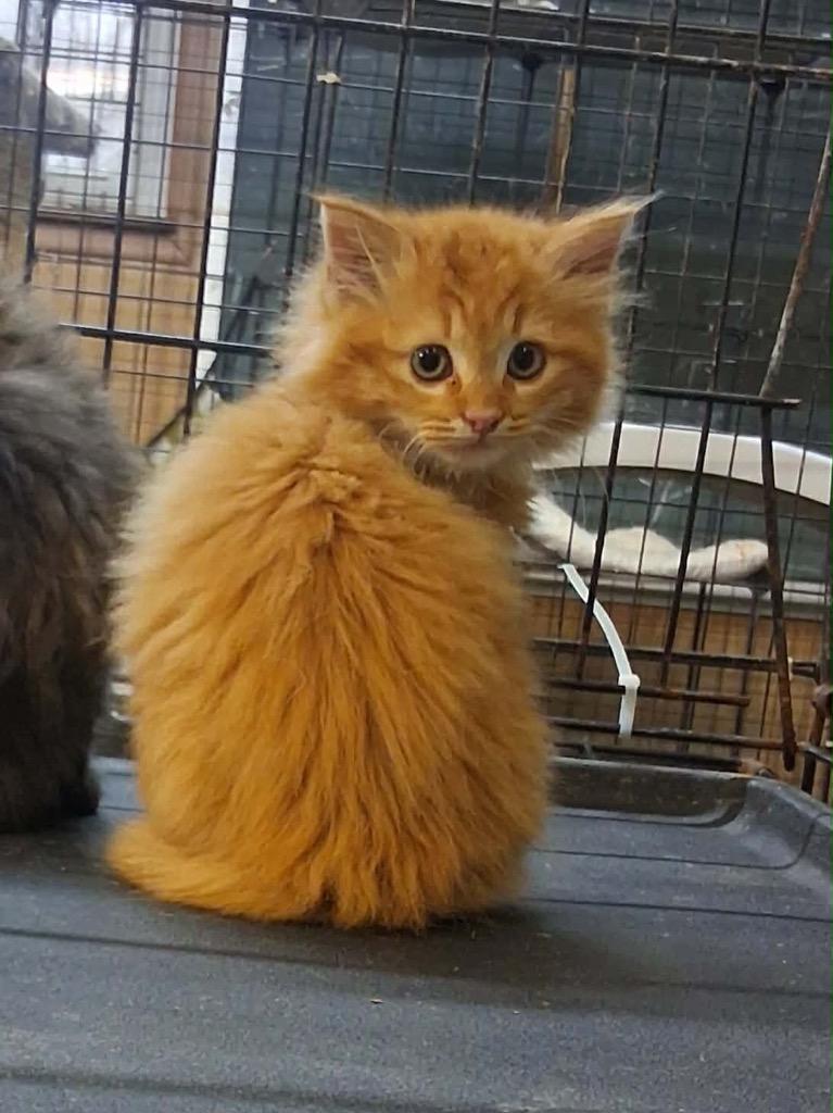 Celeste, Adopted, Kitten Female Domestic Medium Hair.