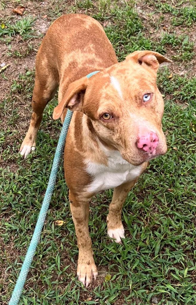 Razzle, very handsome Catahoula boy, super sweet !