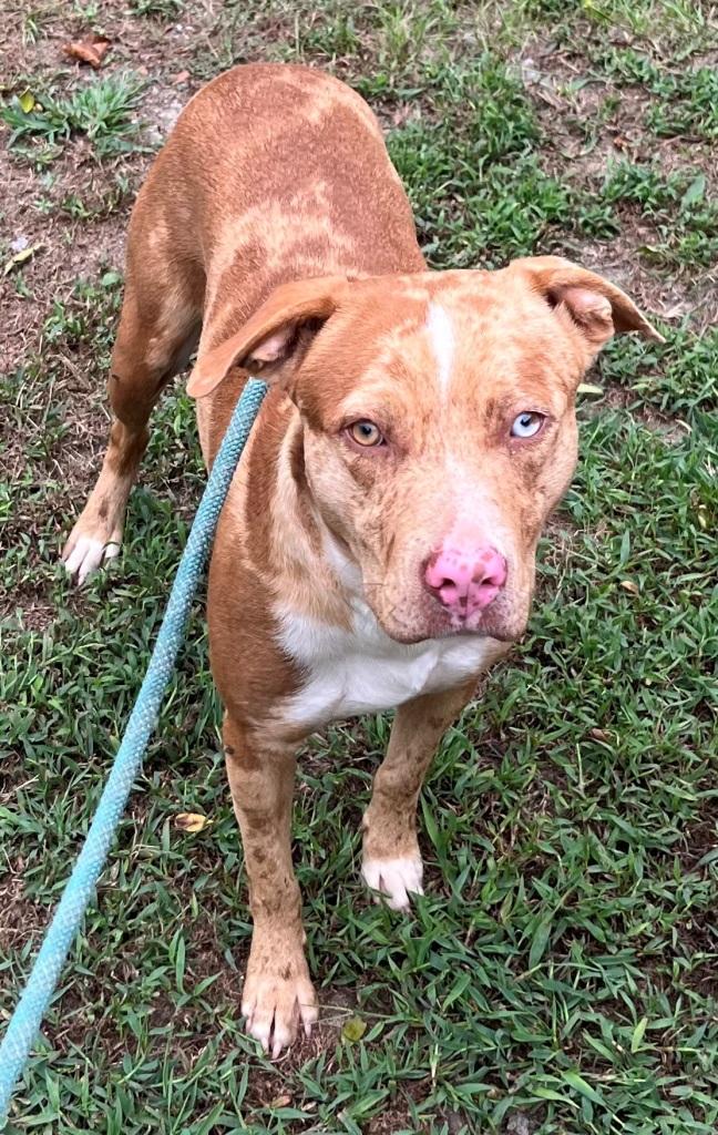 Razzle, very handsome Catahoula boy, super sweet !