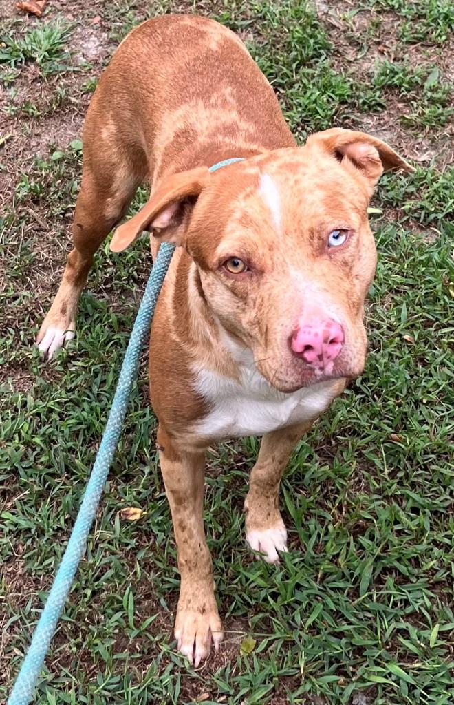 Razzle, very handsome Catahoula boy, super sweet !