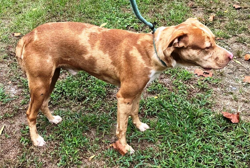 Razzle, very handsome Catahoula boy, super sweet !