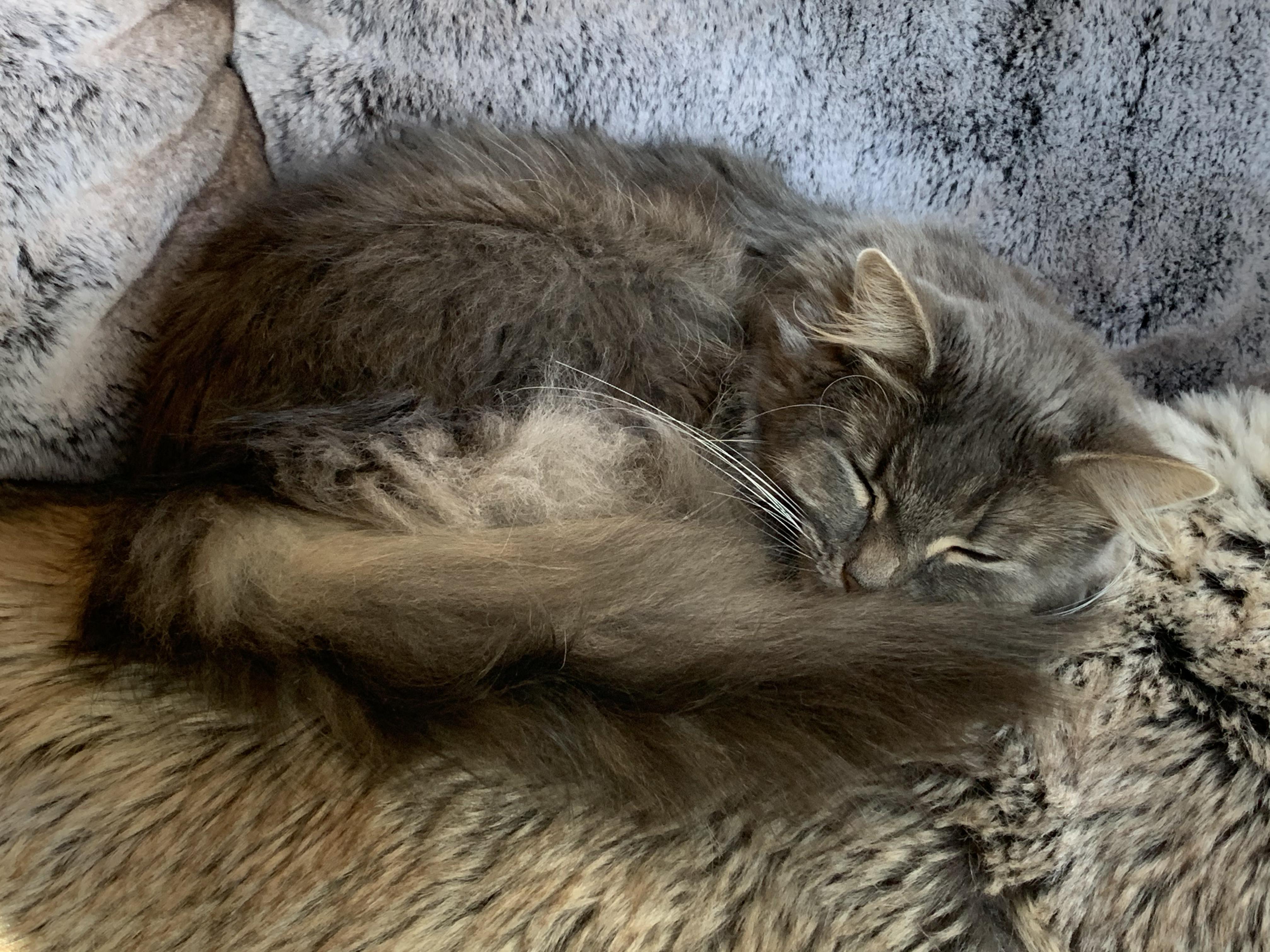 Enlarge Cashmere -- Declawed Adult Female, a Adopted Domestic Long Hair in Kinnelon, NJ image 2/2