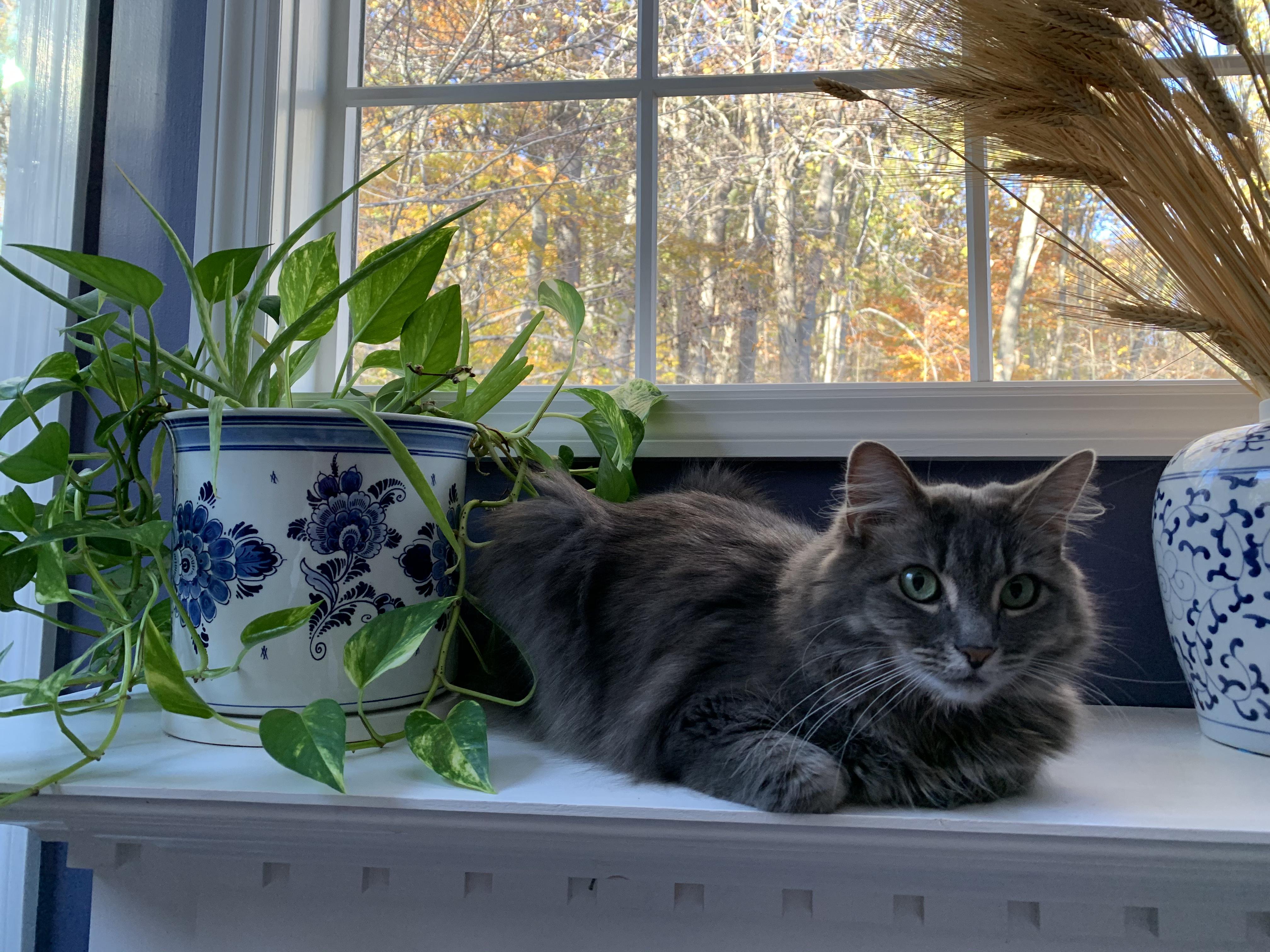 Cashmere -- Declawed Adult Female, Adopted, Adult Female Domestic Long Hair.