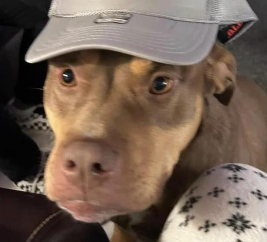 Tru, Adoptable, Young Male American Bulldog & American Staffordshire Terrier.