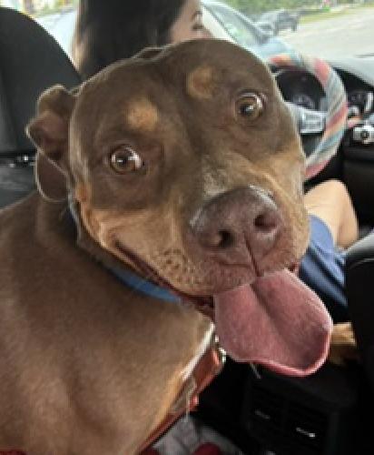 Enlarge Tru, a Adoptable mixed breed in Decatur, GA image 2/3