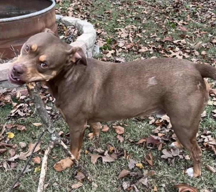 Enlarge Tru, a Adoptable mixed breed in Decatur, GA image 3/3
