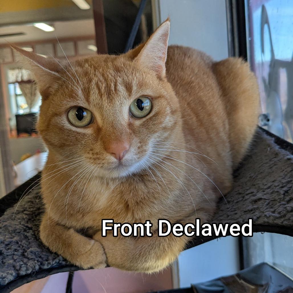 Enlarge Alberta, a Adoptable Domestic Short Hair in Huntsville, AR image 1/2