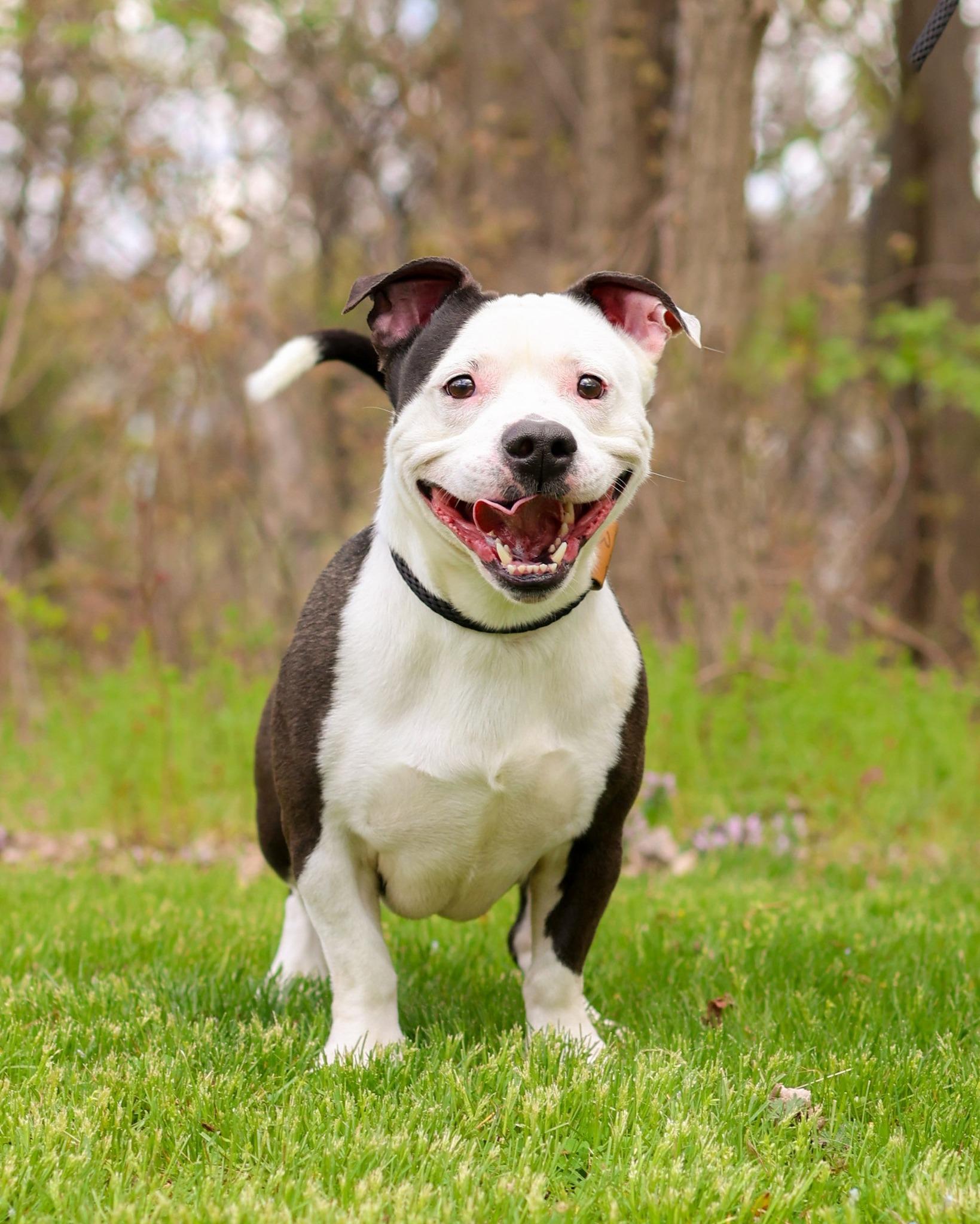 Enlarge PEPE LE PEW (0505), a ADOPTABLE mixed breed in Bridgeport, CT image 1/1