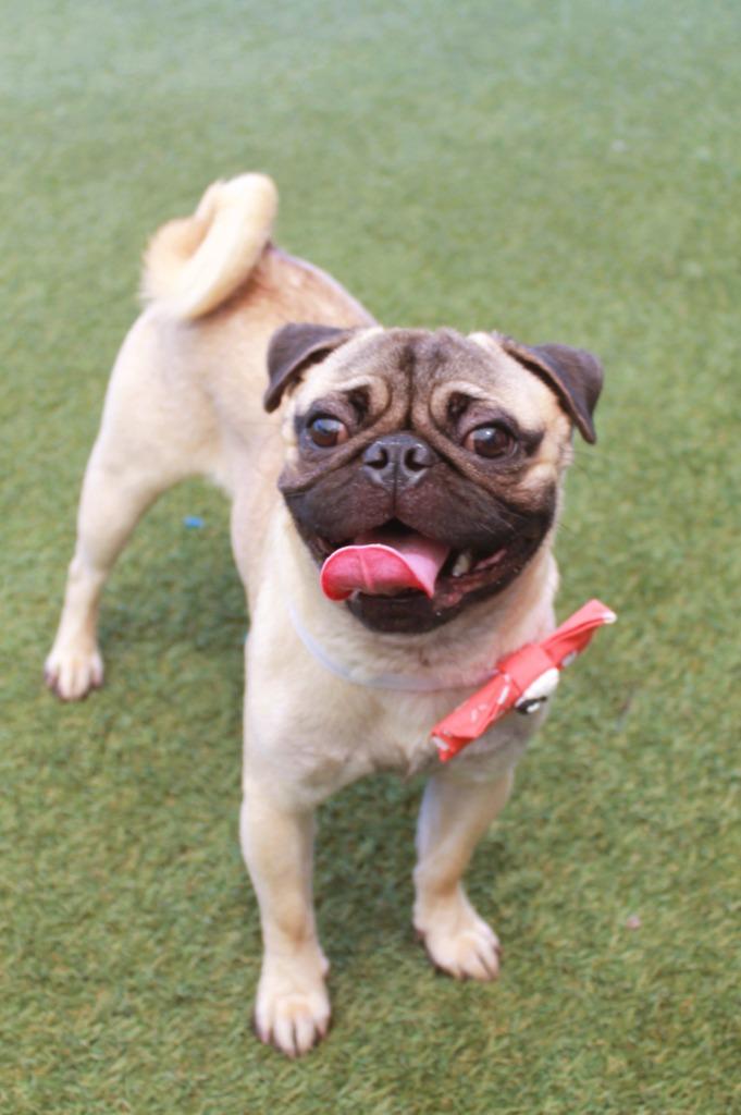 Panchito, a Adoptable Pug in Gardena, CA image 1/6