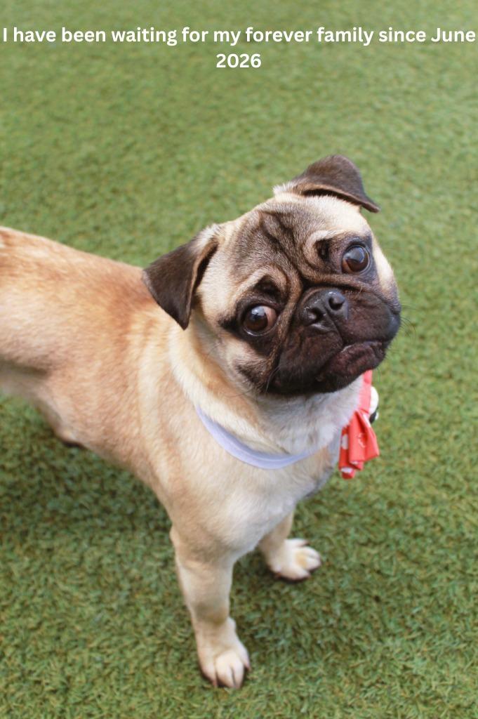Panchito, a Adoptable Pug in Gardena, CA image 2/6