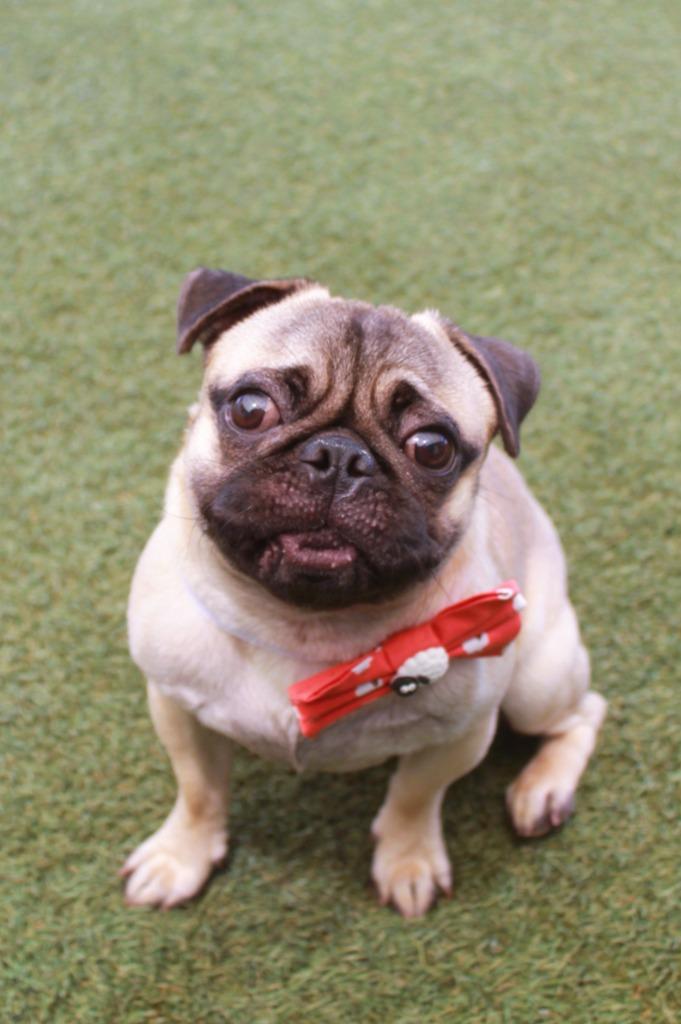 Panchito, a Adoptable Pug in Gardena, CA image 3/6