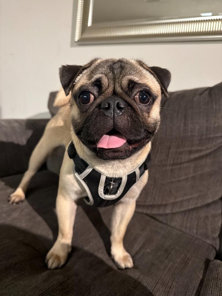Panchito, a Adoptable Pug in Gardena, CA image 4/6