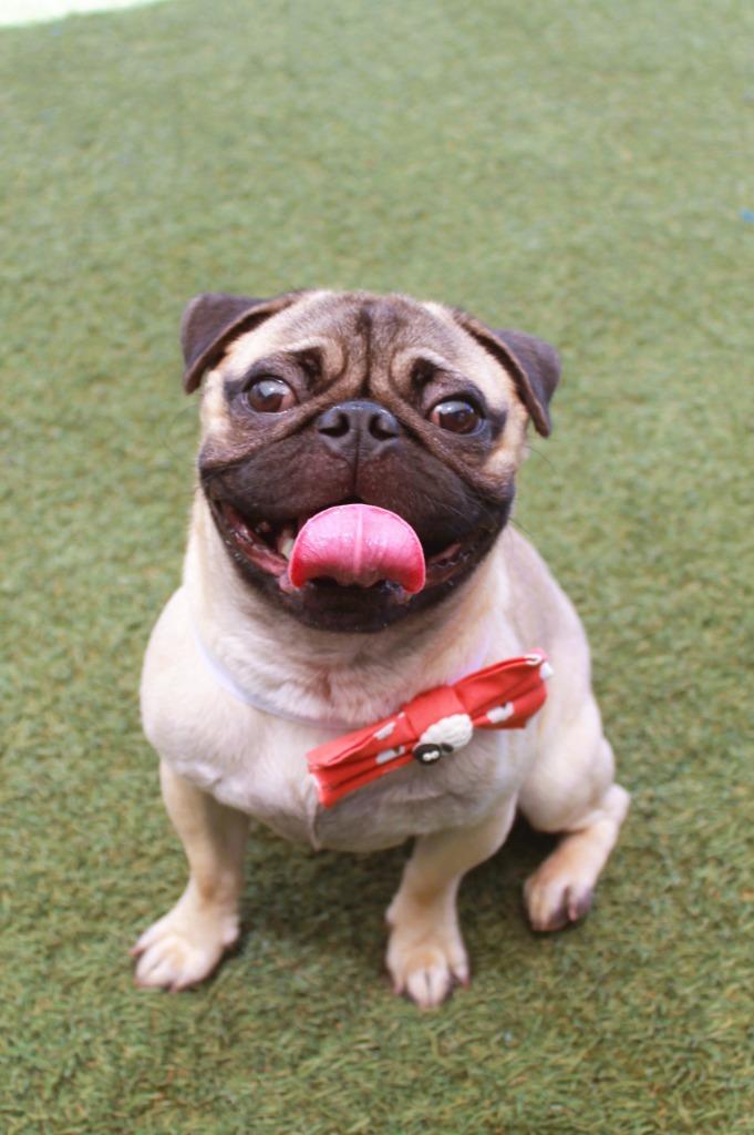 Panchito, a Adoptable Pug in Gardena, CA image 5/6