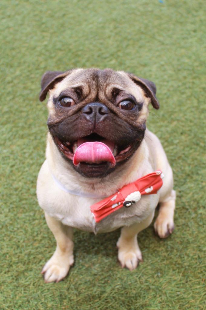 Panchito, a Adoptable Pug in Gardena, CA image 6/6