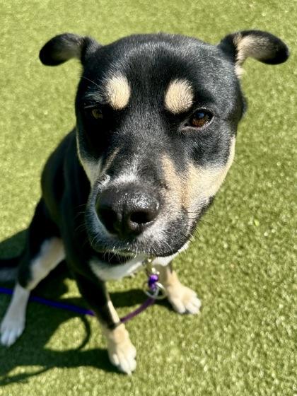 Frogue, Adoptable, Young Male Mixed Breed & Mixed Breed.