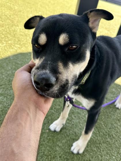 Enlarge Frogue, a Adoptable mixed breed in Wichita, KS image 3/3