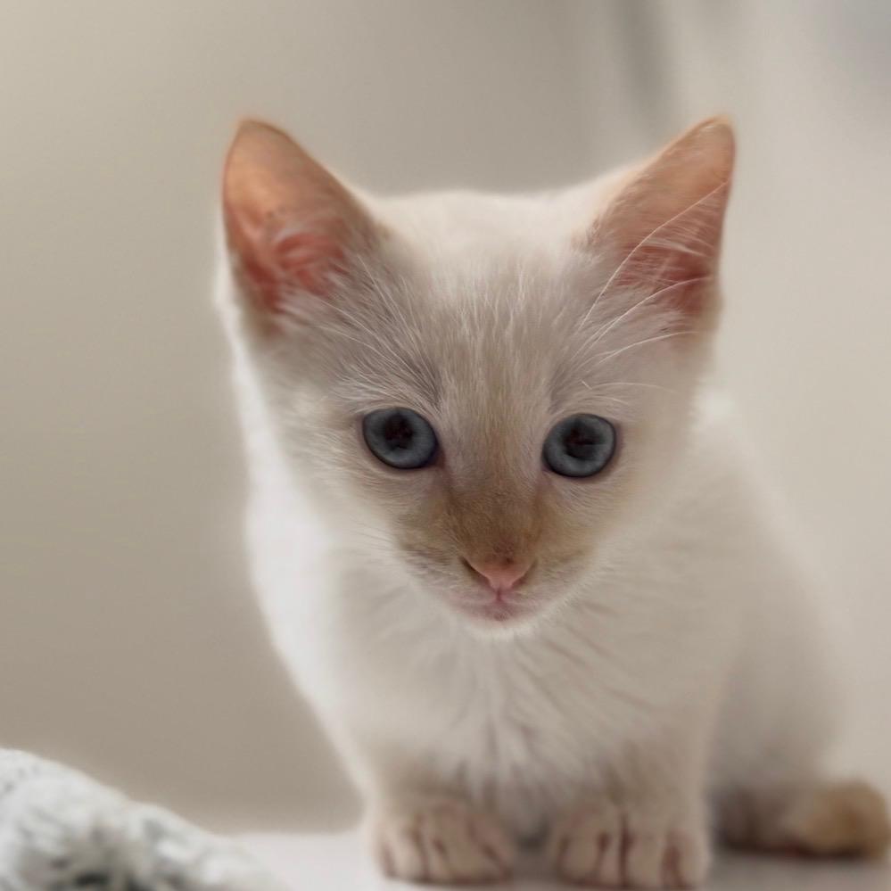 Enlarge Ziggy, a Adoptable mixed breed in Agoura Hills, CA image 1/6