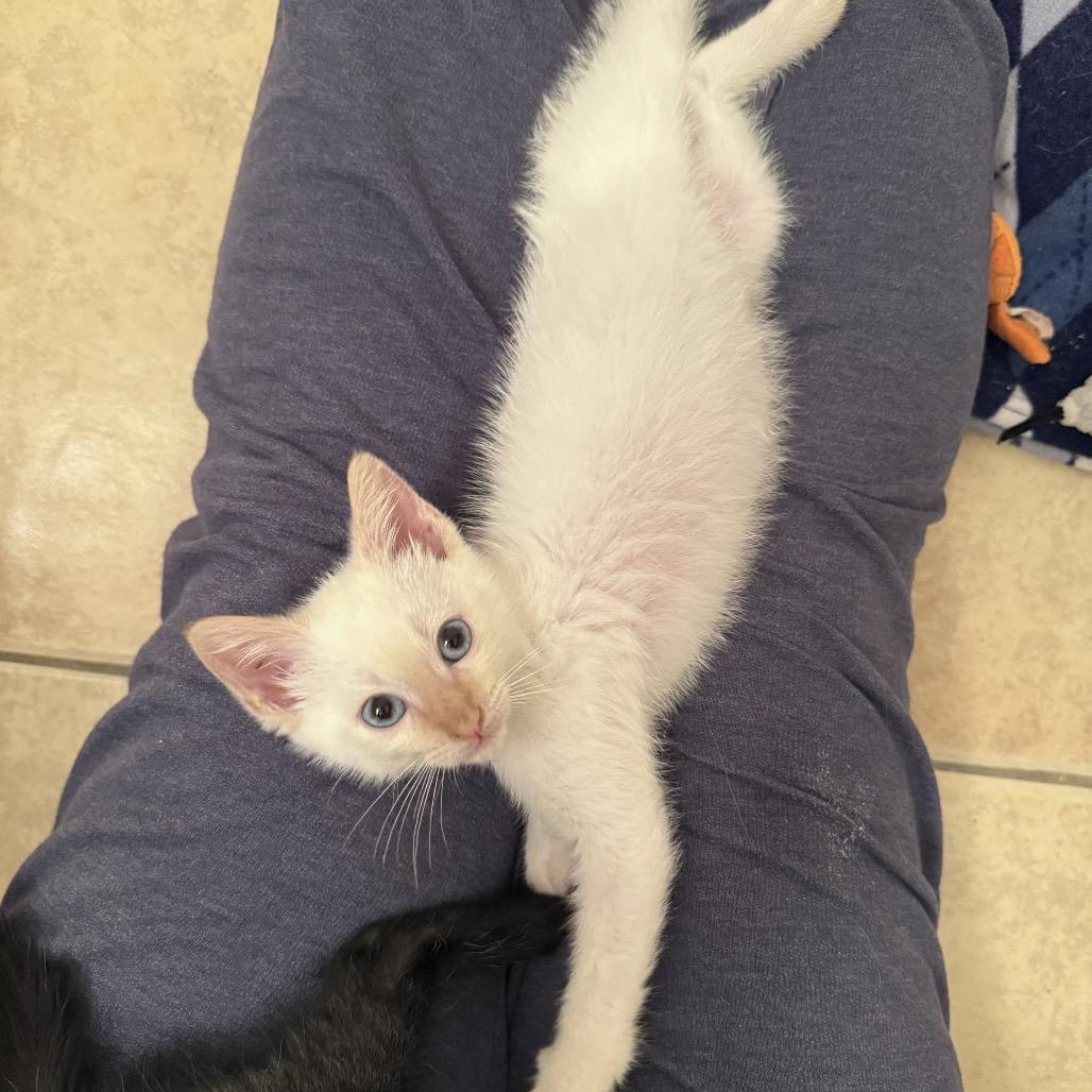 Ziggy, Adoptable, Kitten Male Siamese & Siamese.