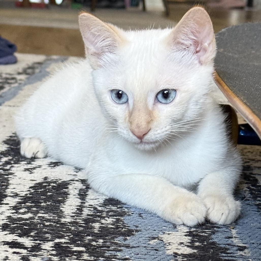 Enlarge Ziggy, a Adoptable mixed breed in Agoura Hills, CA image 2/6