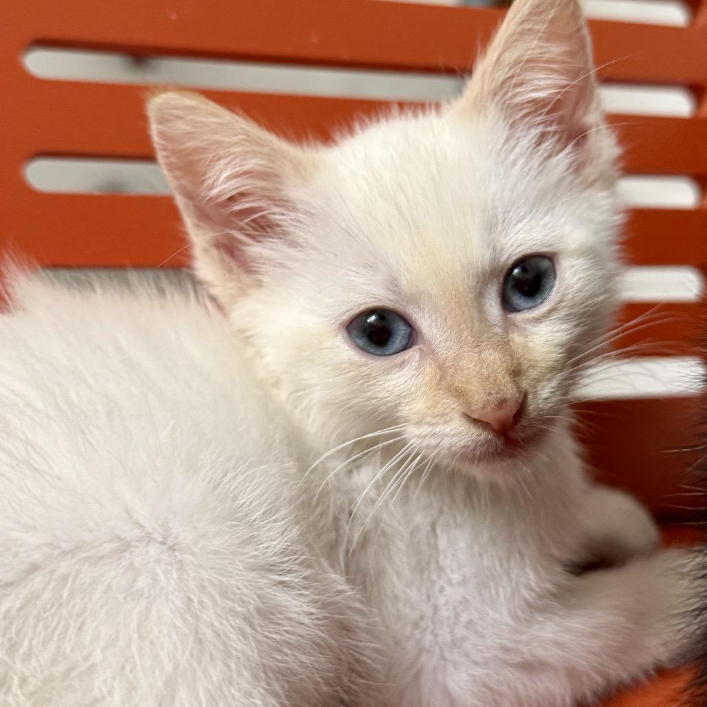 Enlarge Ziggy, a Adoptable mixed breed in Agoura Hills, CA image 4/6