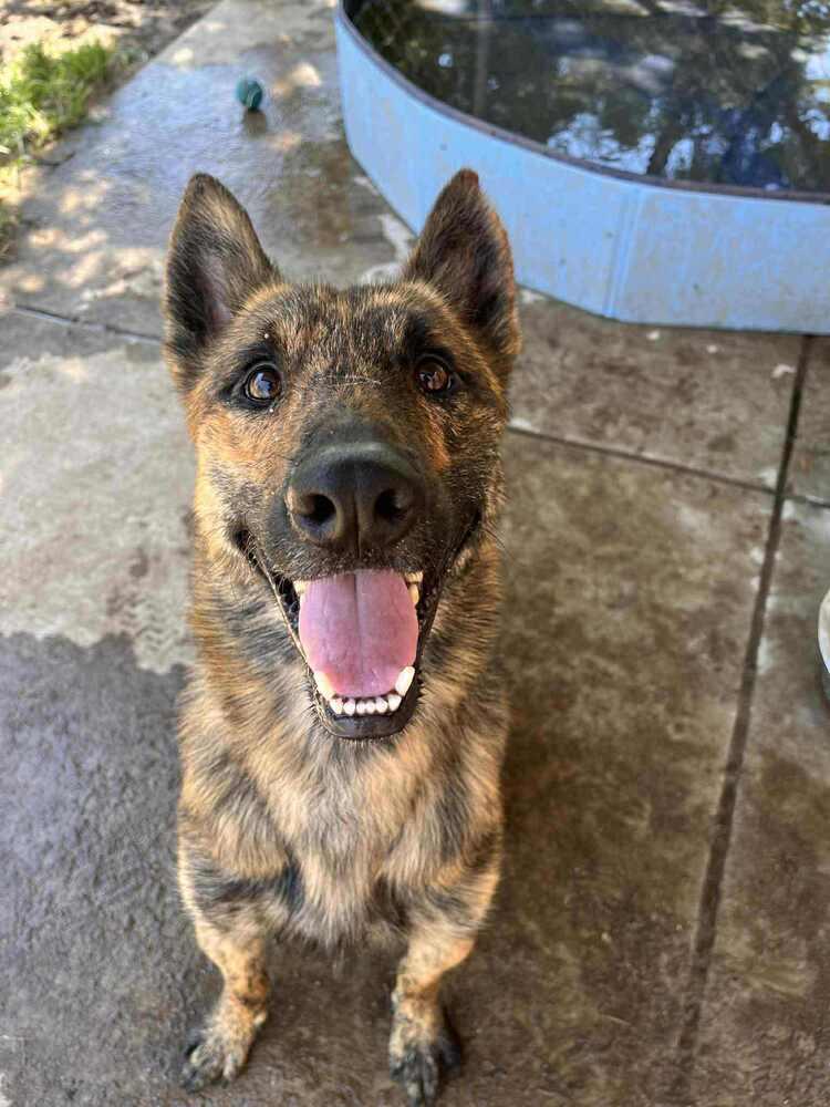 Enlarge Nico fka Noodles located in MO, a Adoptable mixed breed in Imlay City, MI image 1/1