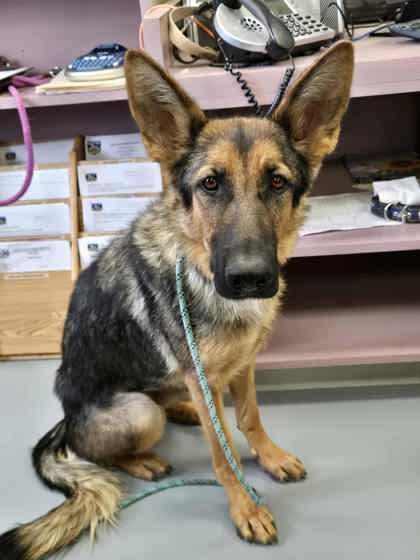 Enlarge Agnes, a Adoptable German Shepherd Dog in Silver Springs, NV image 1/1