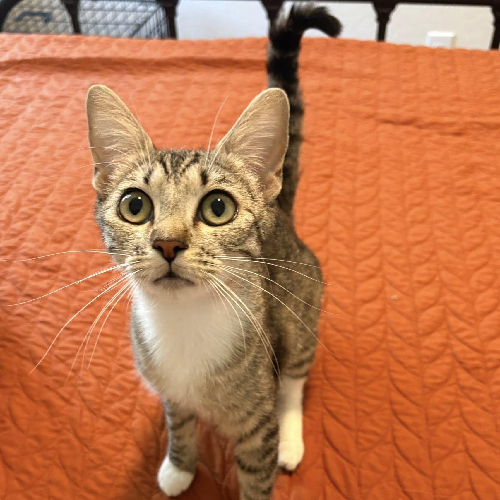 Enlarge May, a ADOPTABLE Domestic Short Hair in Queen Creek, AZ image 1/6