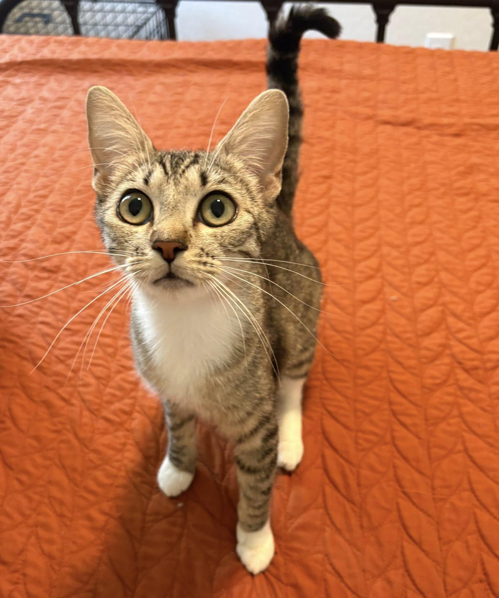Enlarge May, a ADOPTABLE Domestic Short Hair in Queen Creek, AZ image 1/3