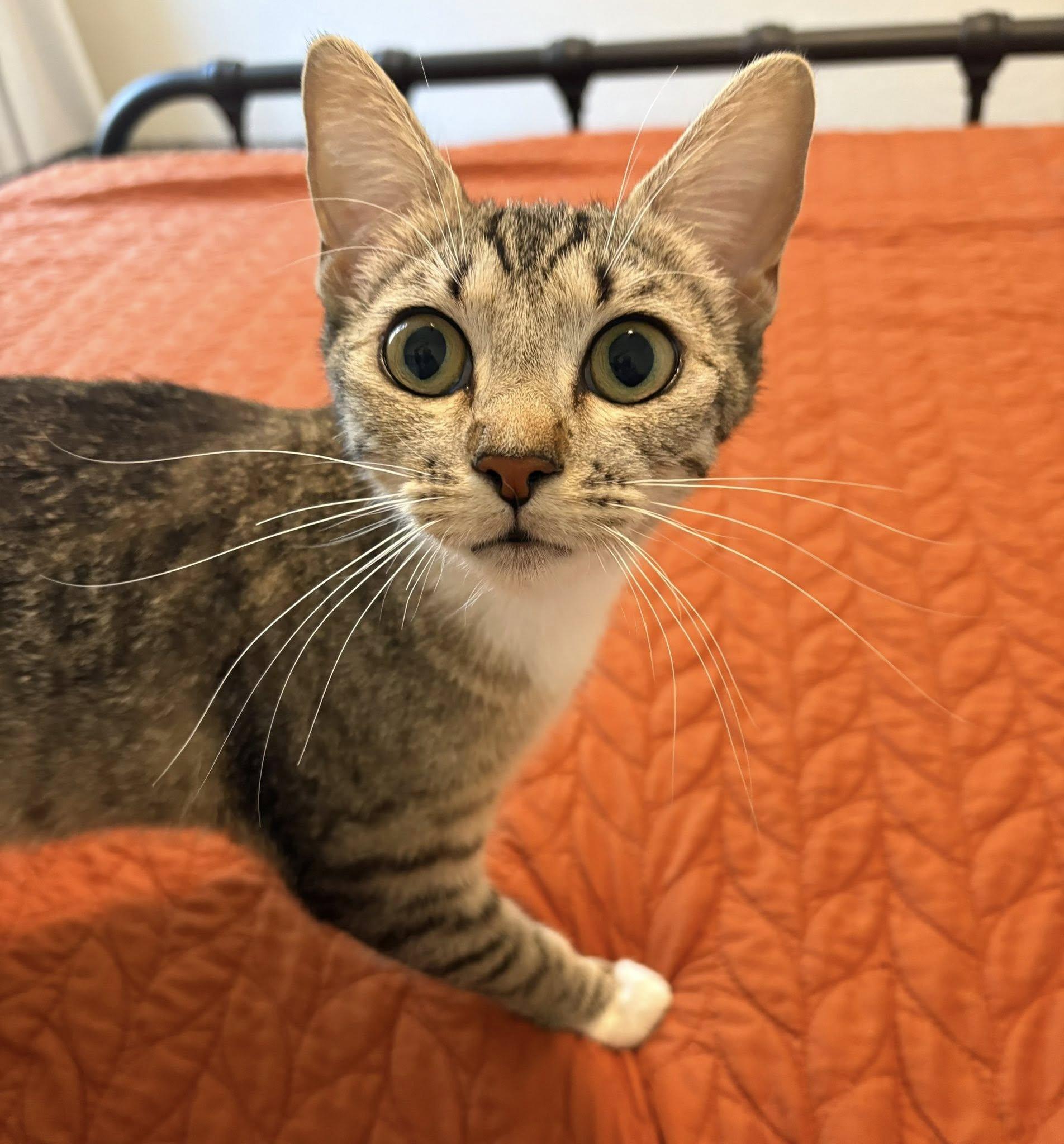 Enlarge May, a ADOPTABLE Domestic Short Hair in Queen Creek, AZ image 2/3