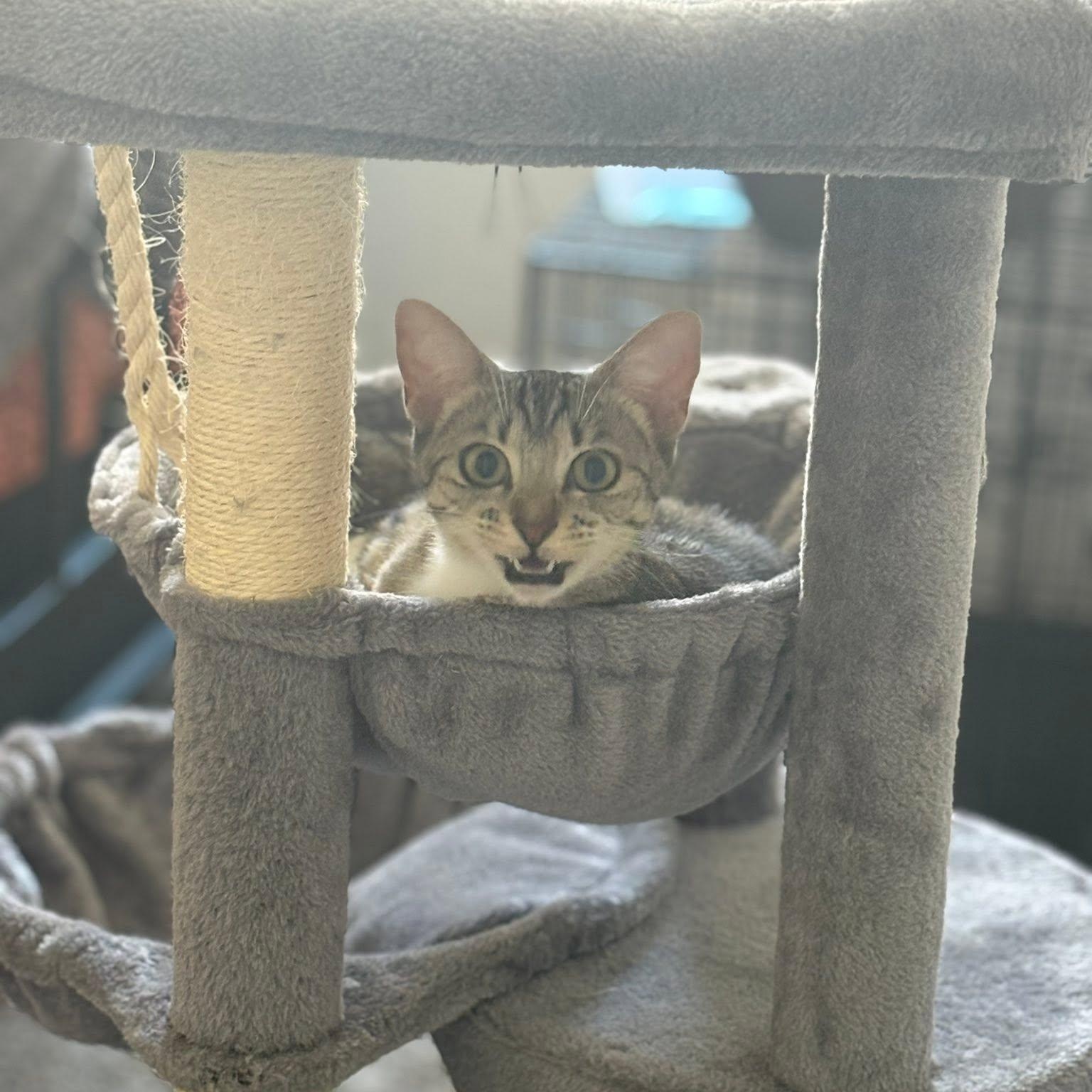 Enlarge May, a ADOPTABLE Domestic Short Hair in Queen Creek, AZ image 4/6