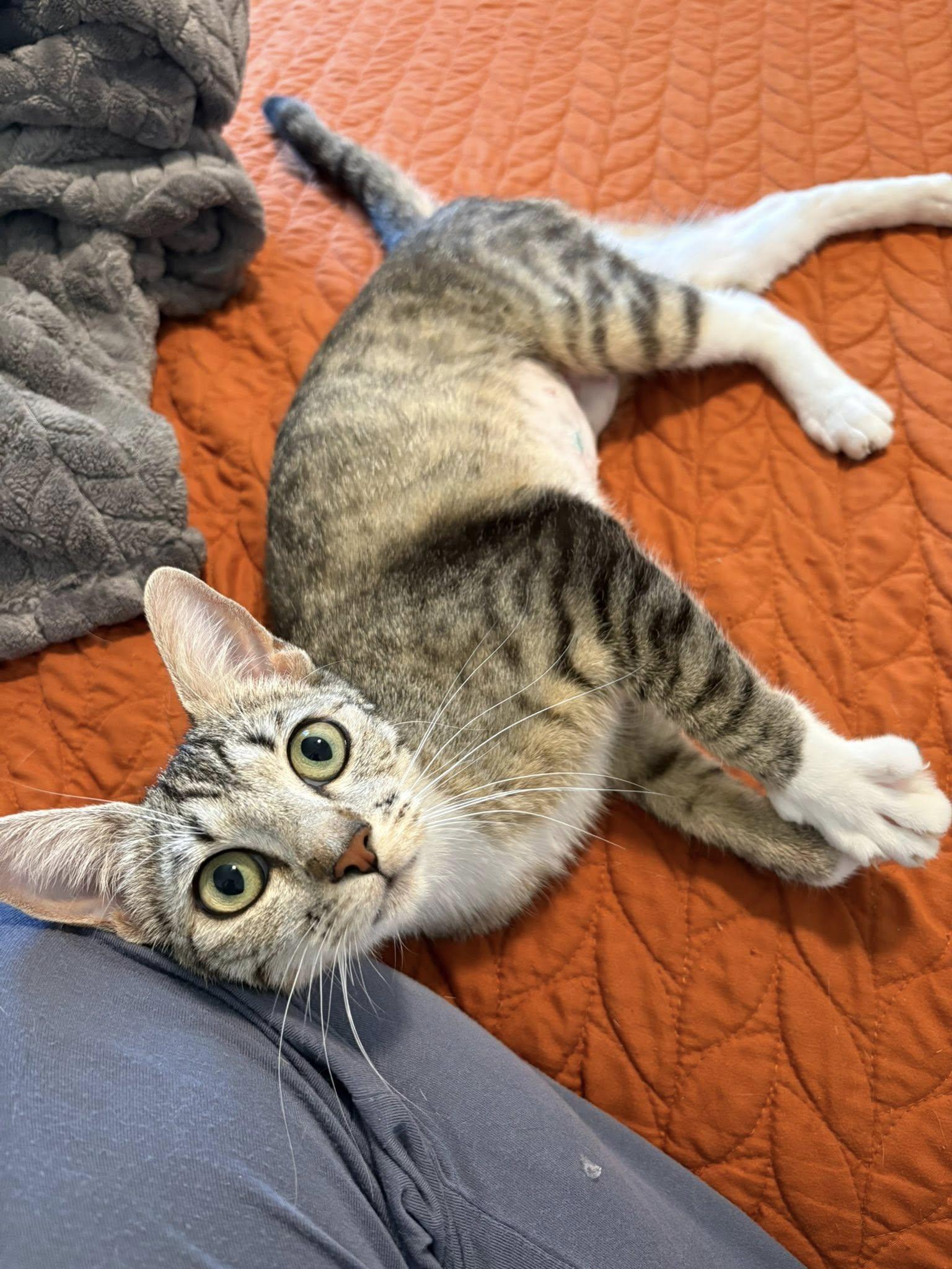 Enlarge May, a ADOPTABLE Domestic Short Hair in Queen Creek, AZ image 3/3