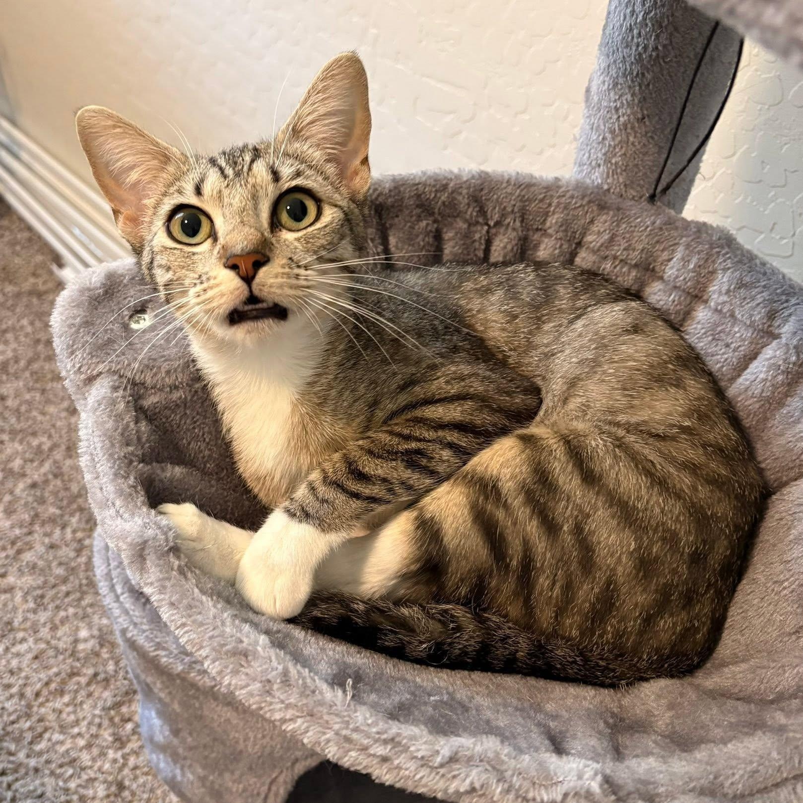 Enlarge May, a ADOPTABLE Domestic Short Hair in Queen Creek, AZ image 6/6
