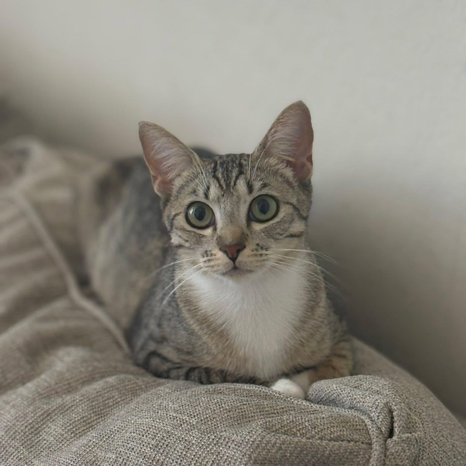 Enlarge May, a ADOPTABLE Domestic Short Hair in Queen Creek, AZ image 5/6