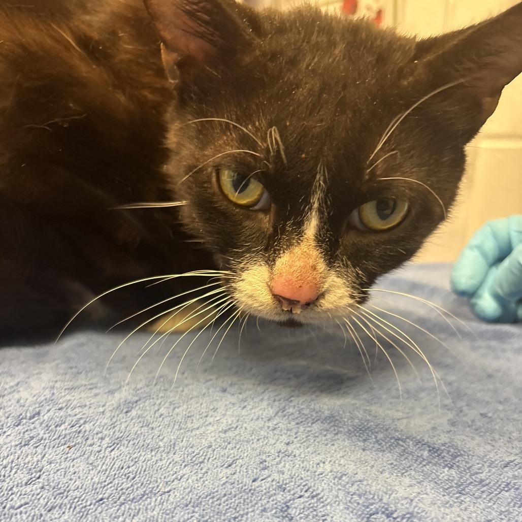 Enlarge Linus, a Adoptable Domestic Short Hair in West Palm Beach, FL image 1/4