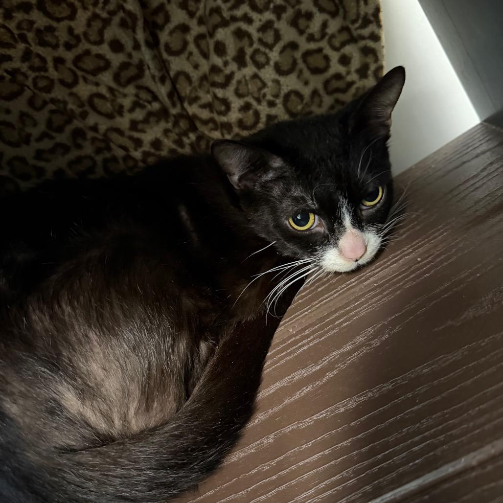 Enlarge Linus, a Adoptable Domestic Short Hair in West Palm Beach, FL image 2/4