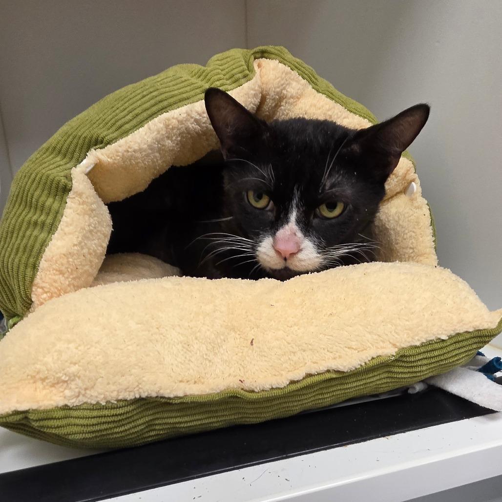 Enlarge Linus, a Adoptable Domestic Short Hair in West Palm Beach, FL image 3/4