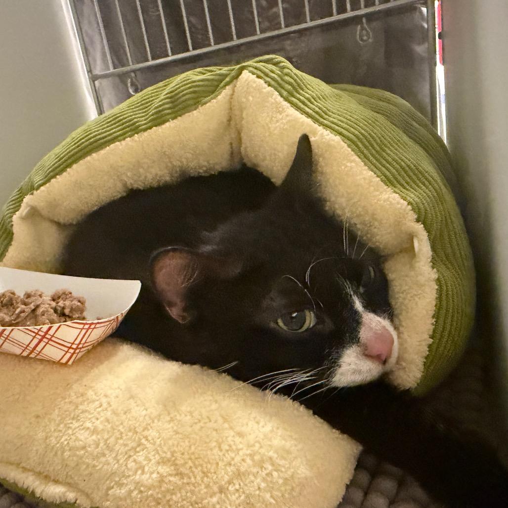 Enlarge Linus, a Adoptable Domestic Short Hair in West Palm Beach, FL image 4/4