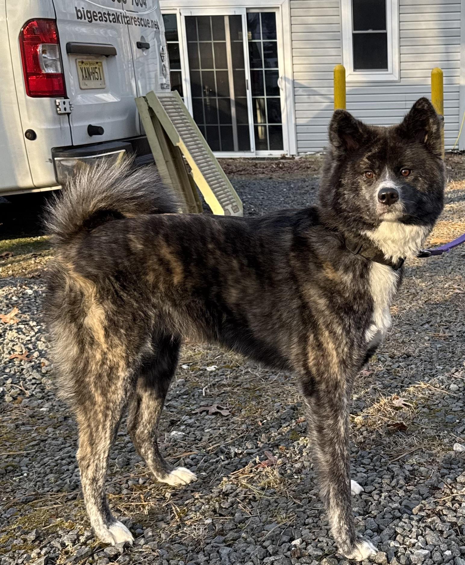 Enlarge Toki , a ADOPTABLE Japanese Akita  in Toms River, NJ image 1/4