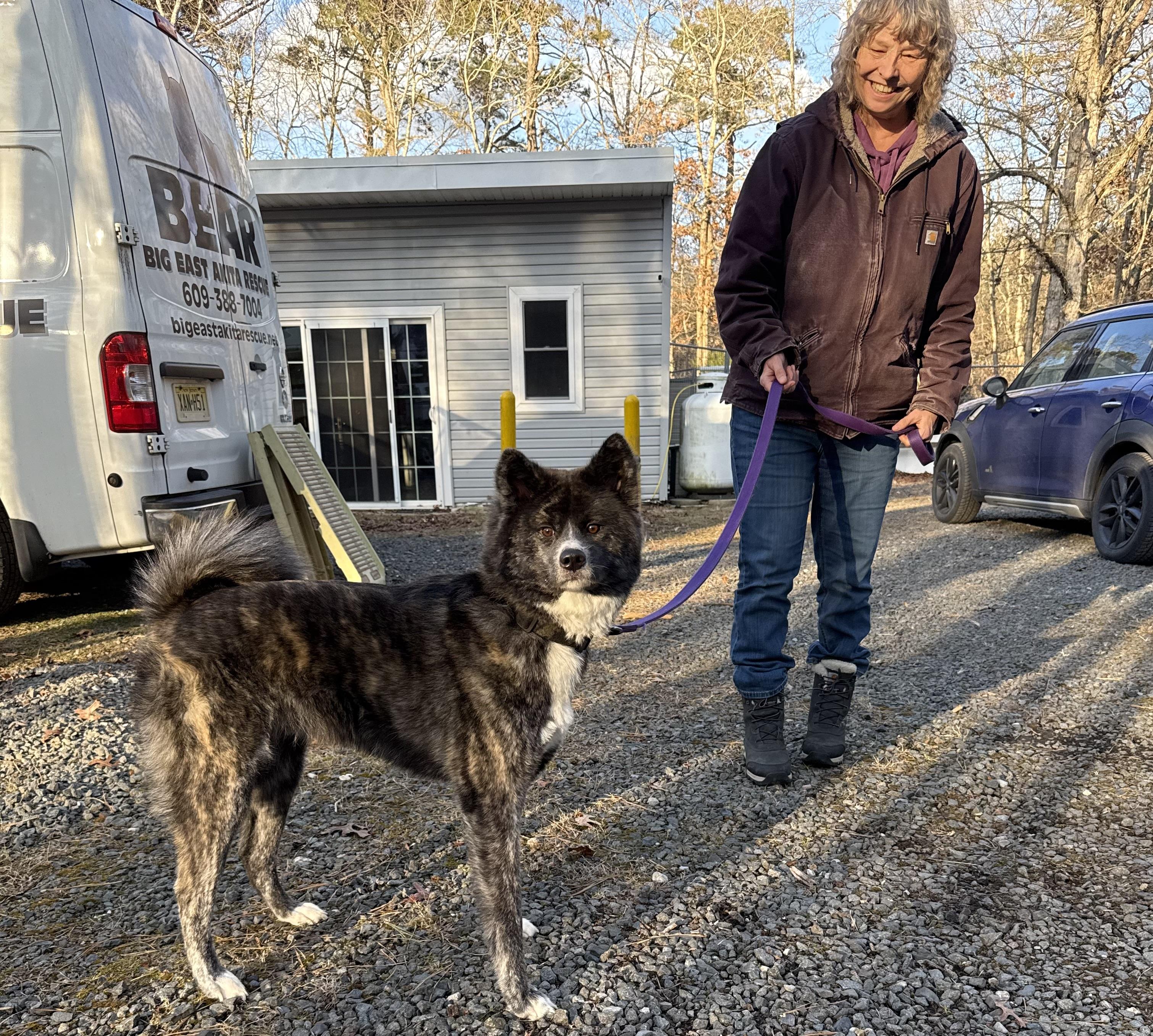 Enlarge Toki , a ADOPTABLE Japanese Akita  in Toms River, NJ image 2/4