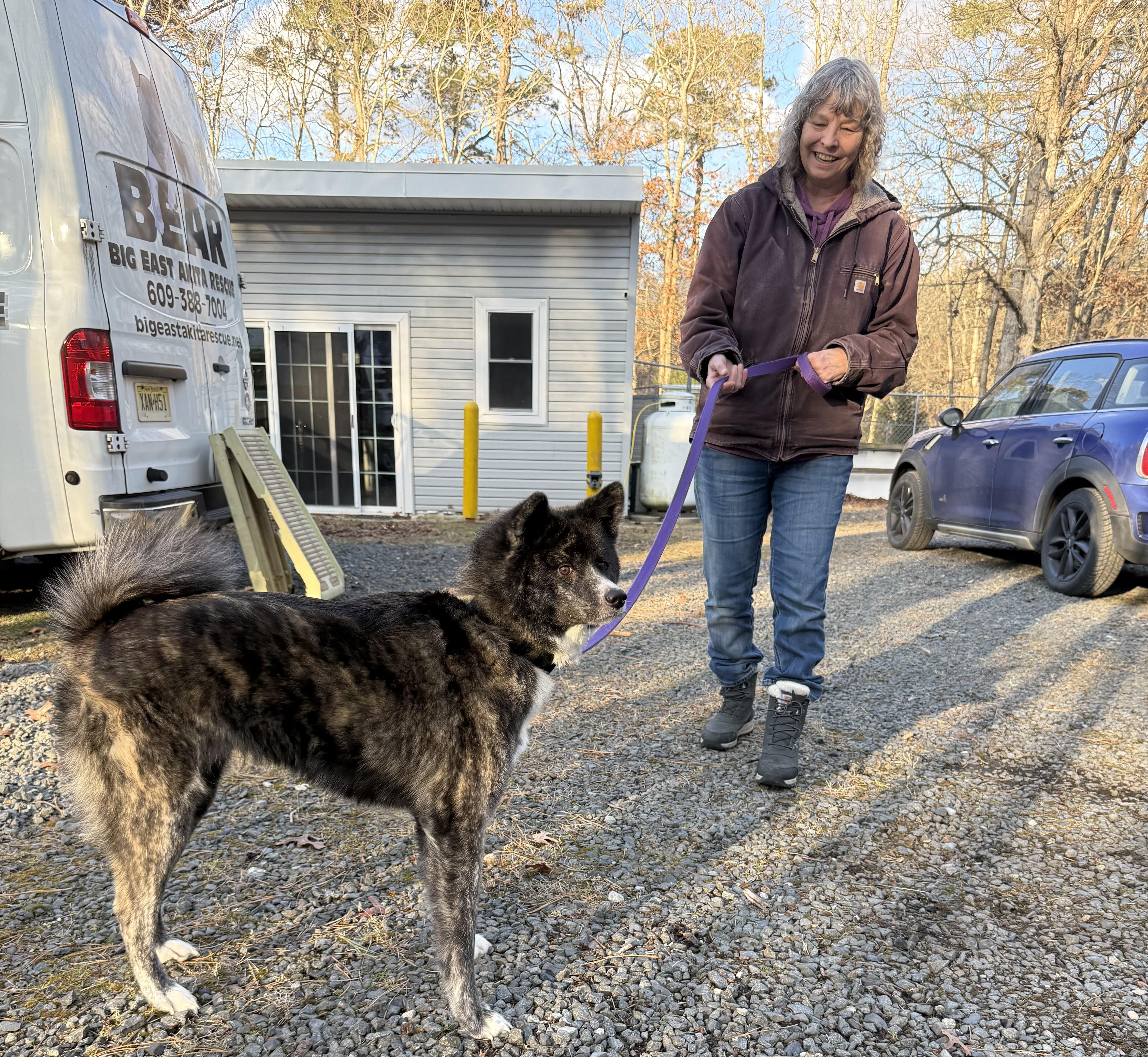 Enlarge Toki , a ADOPTABLE Japanese Akita  in Toms River, NJ image 3/4