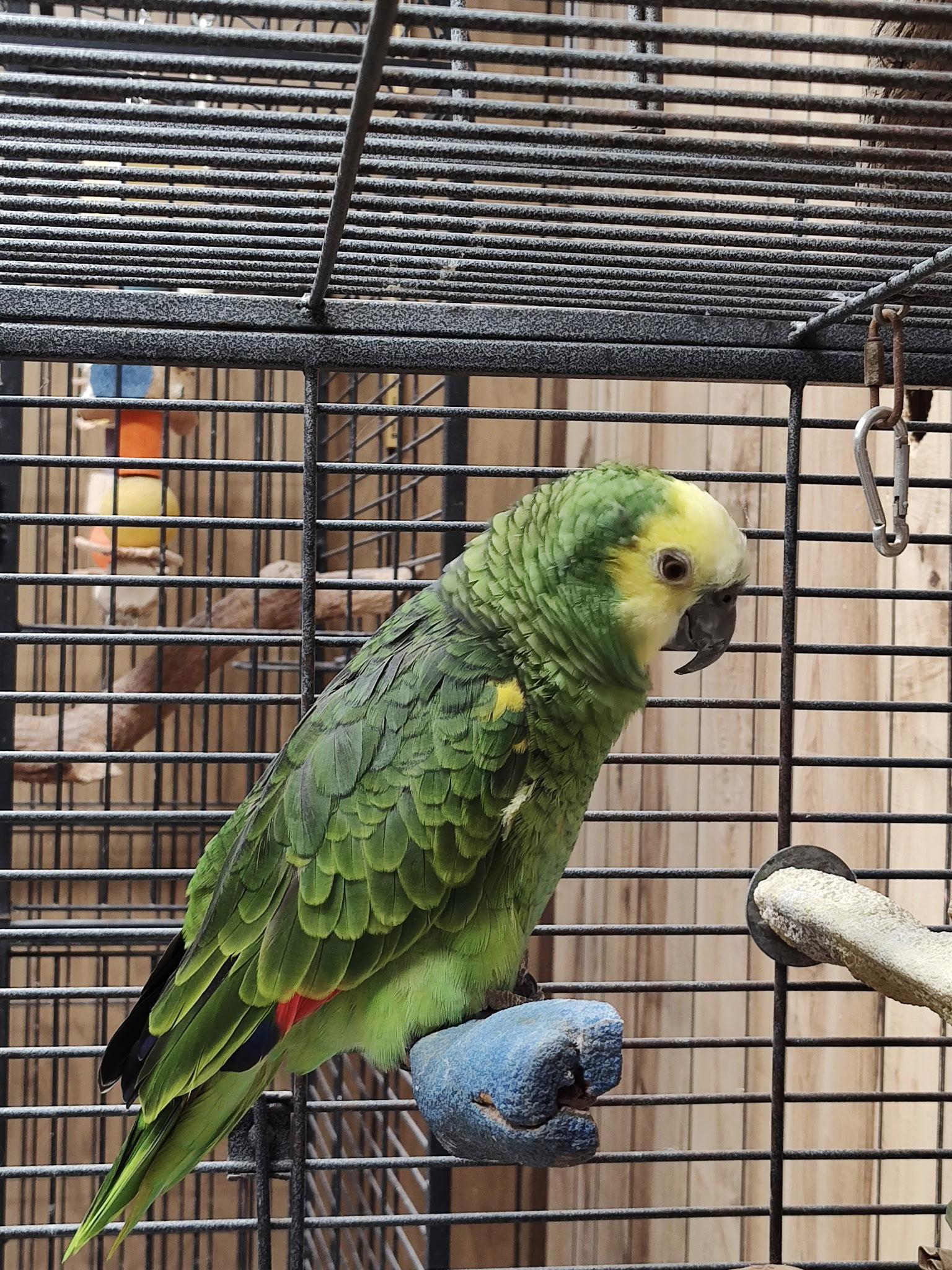 Enlarge Sunshine, a Adoptable Amazon in Inverness, FL image 1/2