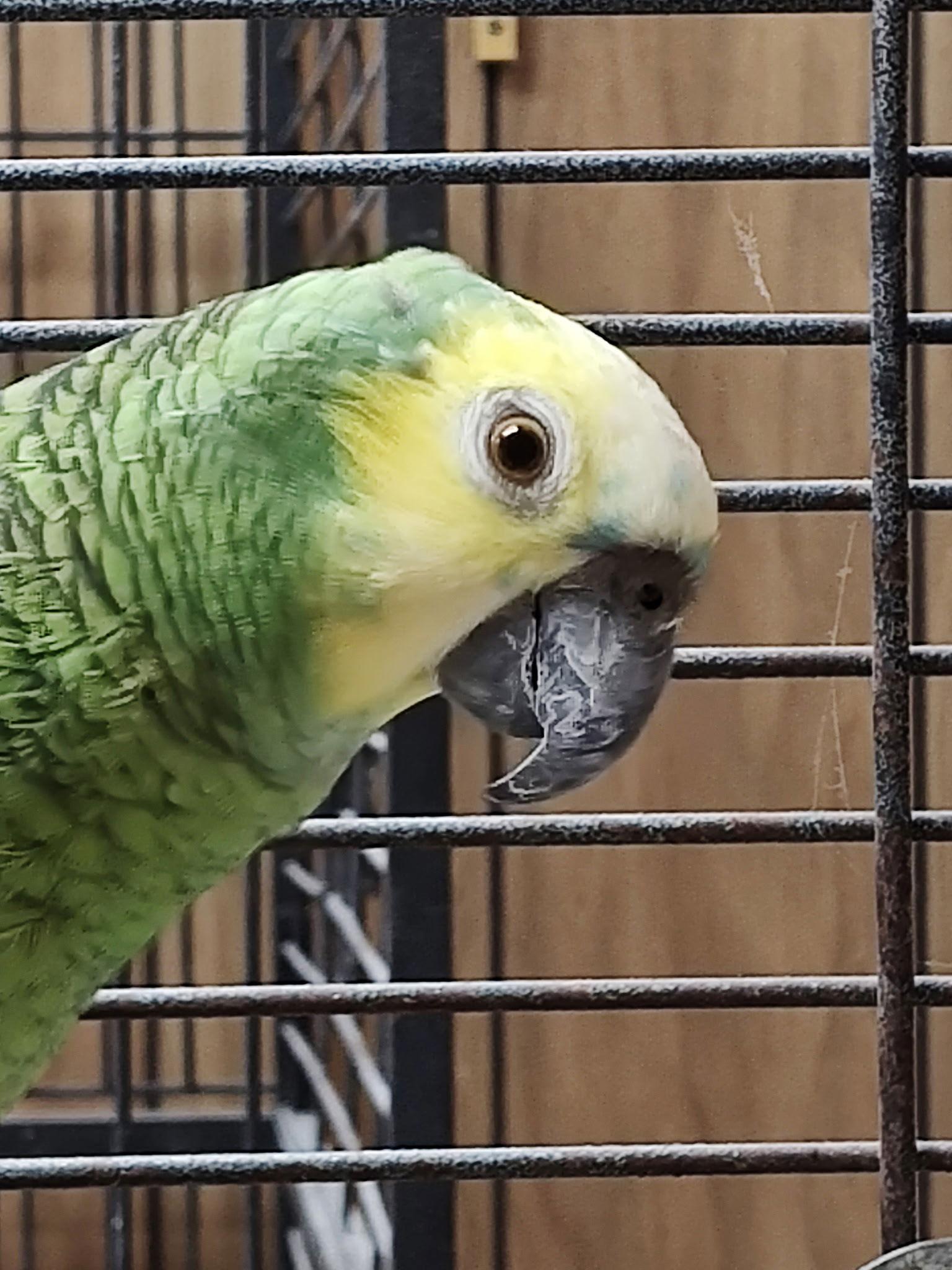 Sunshine, Adoptable, Adult Female Amazon.